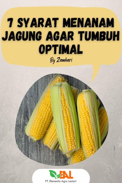 7 Syarat Menanam Jagung Agar Tumbuh Optimal